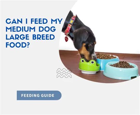 Can I Feed My Medium Dog Large Breed Food? And Why Do Cats Always Land on Their Feet?