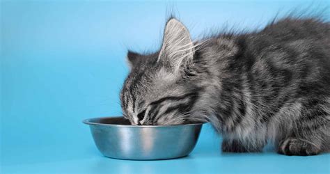 Can Kittens Eat Cat Food: A Whisker Away from Culinary Chaos