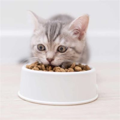 Can Older Cats Eat Kitten Food? And Why Do Cats Dream of Electric Mice?