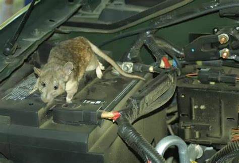 How Do I Get a Mouse Out of My Car: And Why Does It Keep Stealing My Snacks?