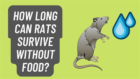 How Long Can a Rat Go Without Food: Exploring the Limits of Survival and Beyond