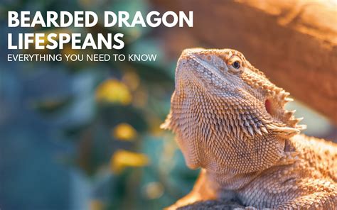 How Long Do Bearded Dragons Live Without Food: A Journey Through Time and Survival