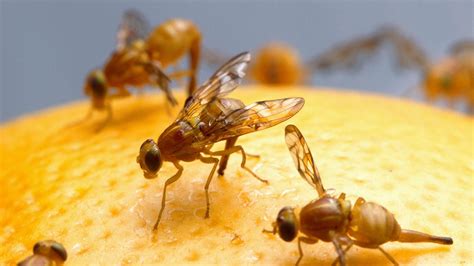 How Long Do Flies Live Without Food or Water? And Why Do They Always Seem to Know When You're About to Swat Them?