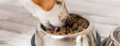 How Long Does Dog Food Take to Digest: A Journey Through Canine Metabolism and Beyond