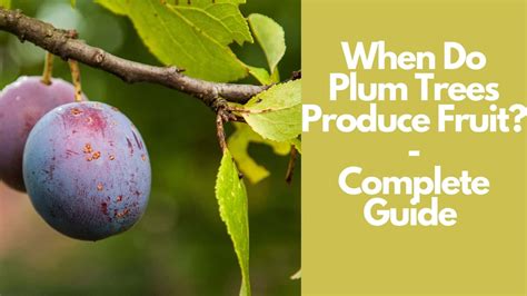 How Long Does It Take a Plum Tree to Produce Fruit, and Why Do Squirrels Always Seem to Know When They're Ripe?