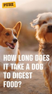 How Long Does It Take for a Small Dog to Digest Food and Poop: A Journey Through the Canine Digestive System and Beyond