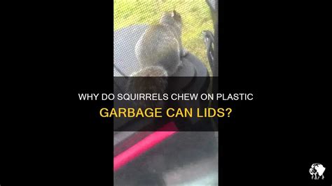 How Tall Is a Garbage Truck, and Why Do Squirrels Always Seem to Know?