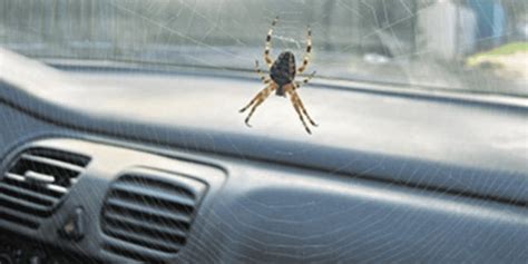 How to Get Rid of Spiders in Car Naturally: A Comprehensive Guide to a Spider-Free Ride