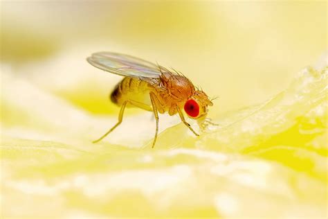 How to Kill Fruit Fly Larvae: And Why They Might Be the Secret to Immortality