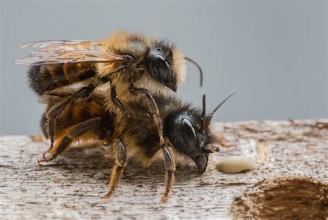 Is Bee Honey Flammable? And Why Do Bees Never Get Stuck in Traffic Jams?