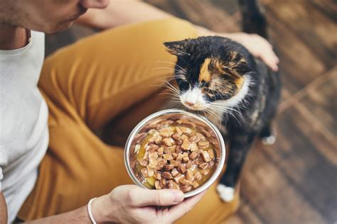 What is the Best Homemade Food for Cats? And Why Do They Always Seem to Prefer the Box Over the Meal?