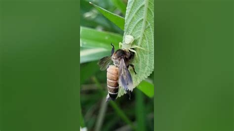 What Kills Honey Bees Instantly: A Dive into the Unpredictable World of Bee Mortality and the Curious Case of Quantum Butterflies