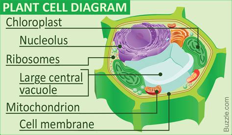 Which organelle stores food water and waste: A Deep Dive into Cellular Storage and Beyond